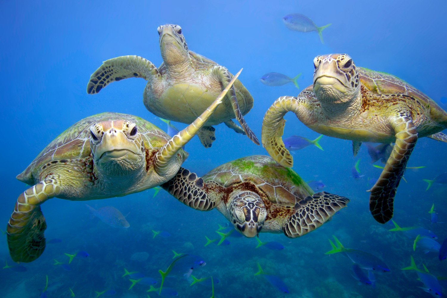 Im Rahmen der Zusammenarbeit wird auch der Schutz von Meeresschildkröten unterstützt. © Troy Mayne/WWF